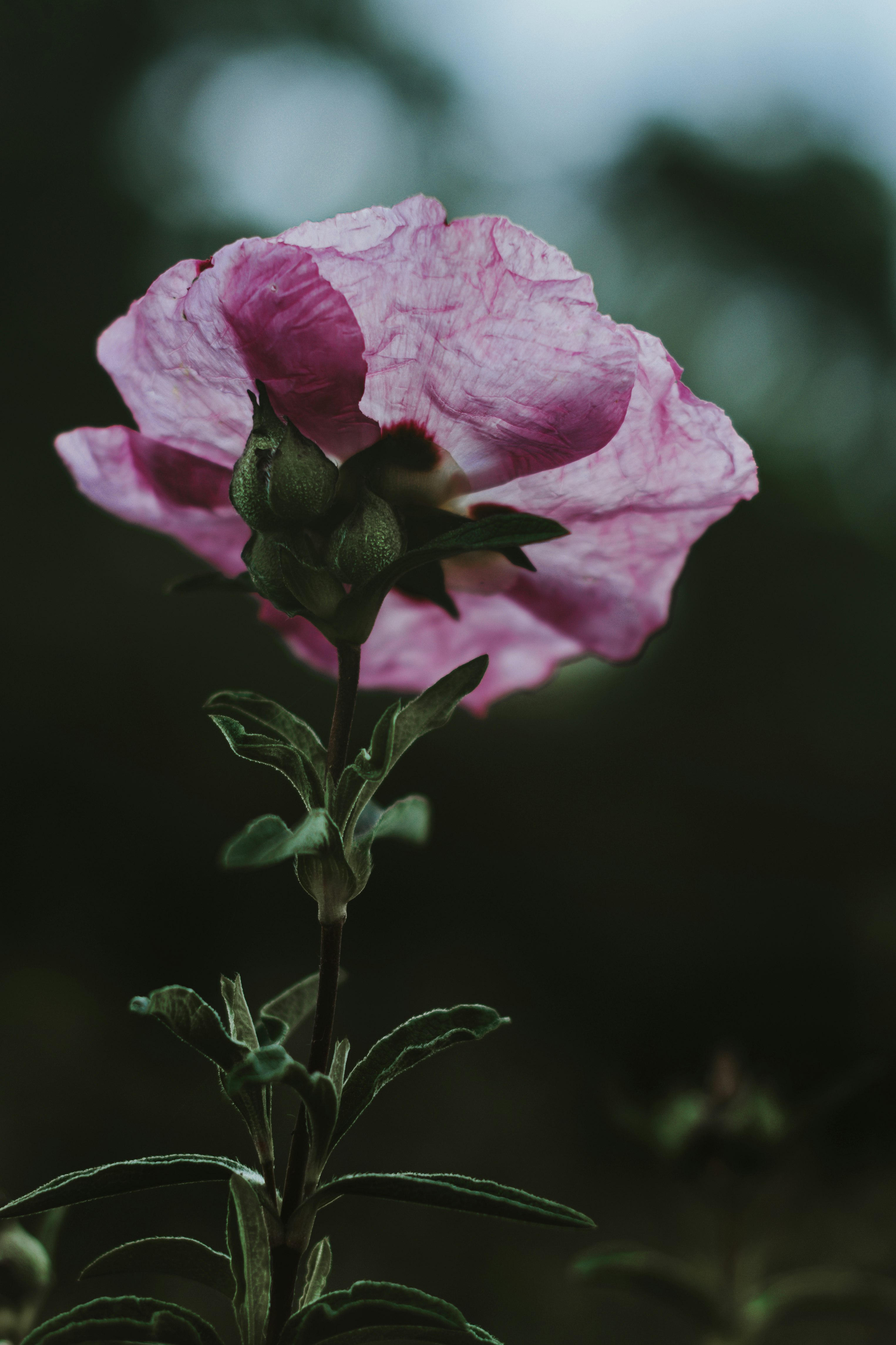 pink flower in tilt shift lens